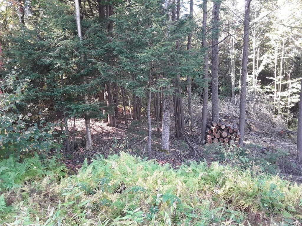 296 Northwest Road Westhampton, MA 01027 - Photo 9 of 12 a view of a forest that has a tree