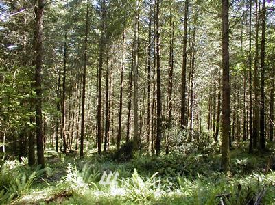 Winlock-vader Winlock-Vader Road Winlock, WA 98596 - Photo 1 of 1
