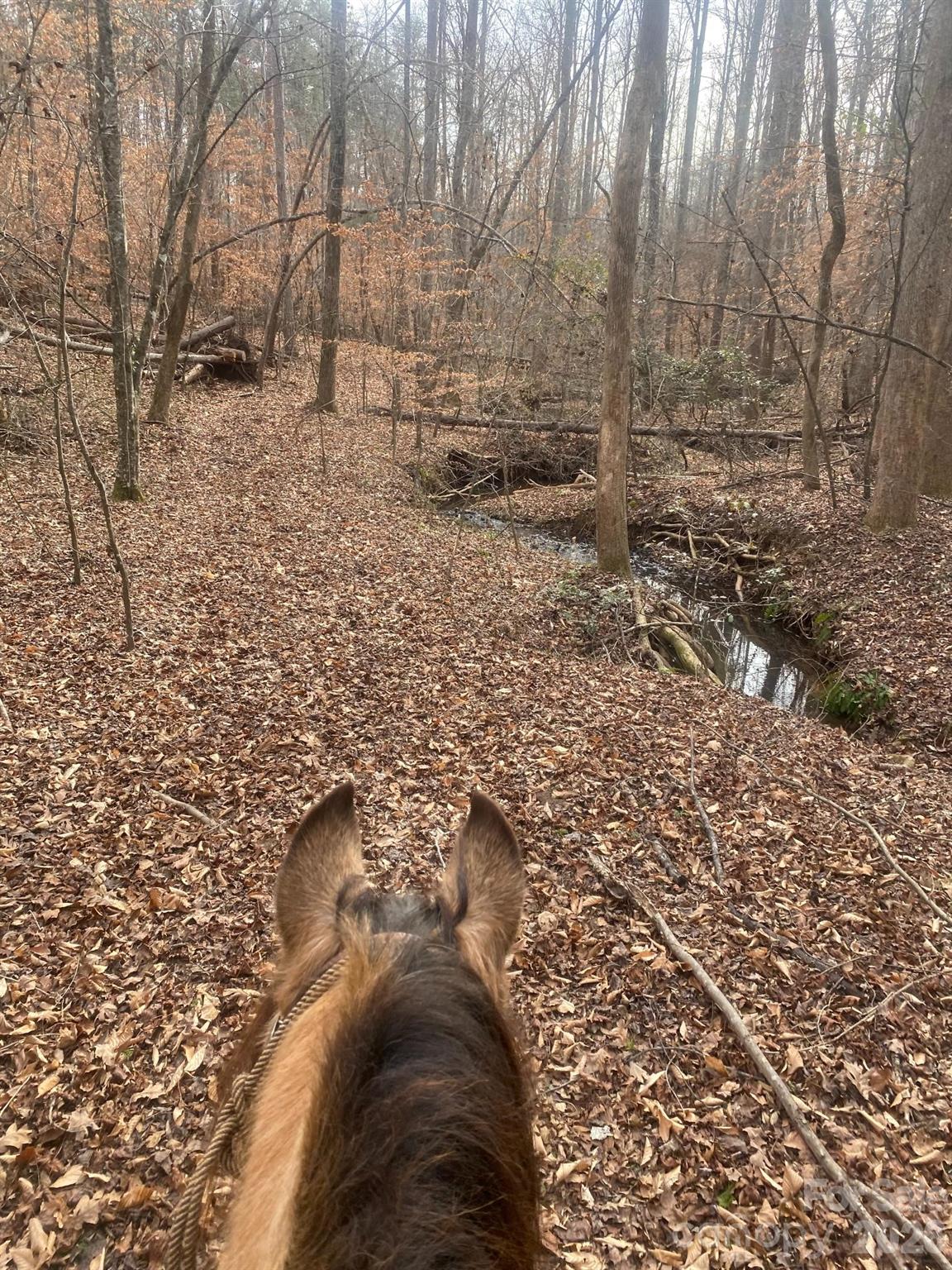 3205 Collinsville Road Columbus, NC 28722 - Photo 4 of 48 a view of empty room with trees