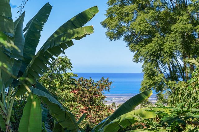 a view of a plant in a garden