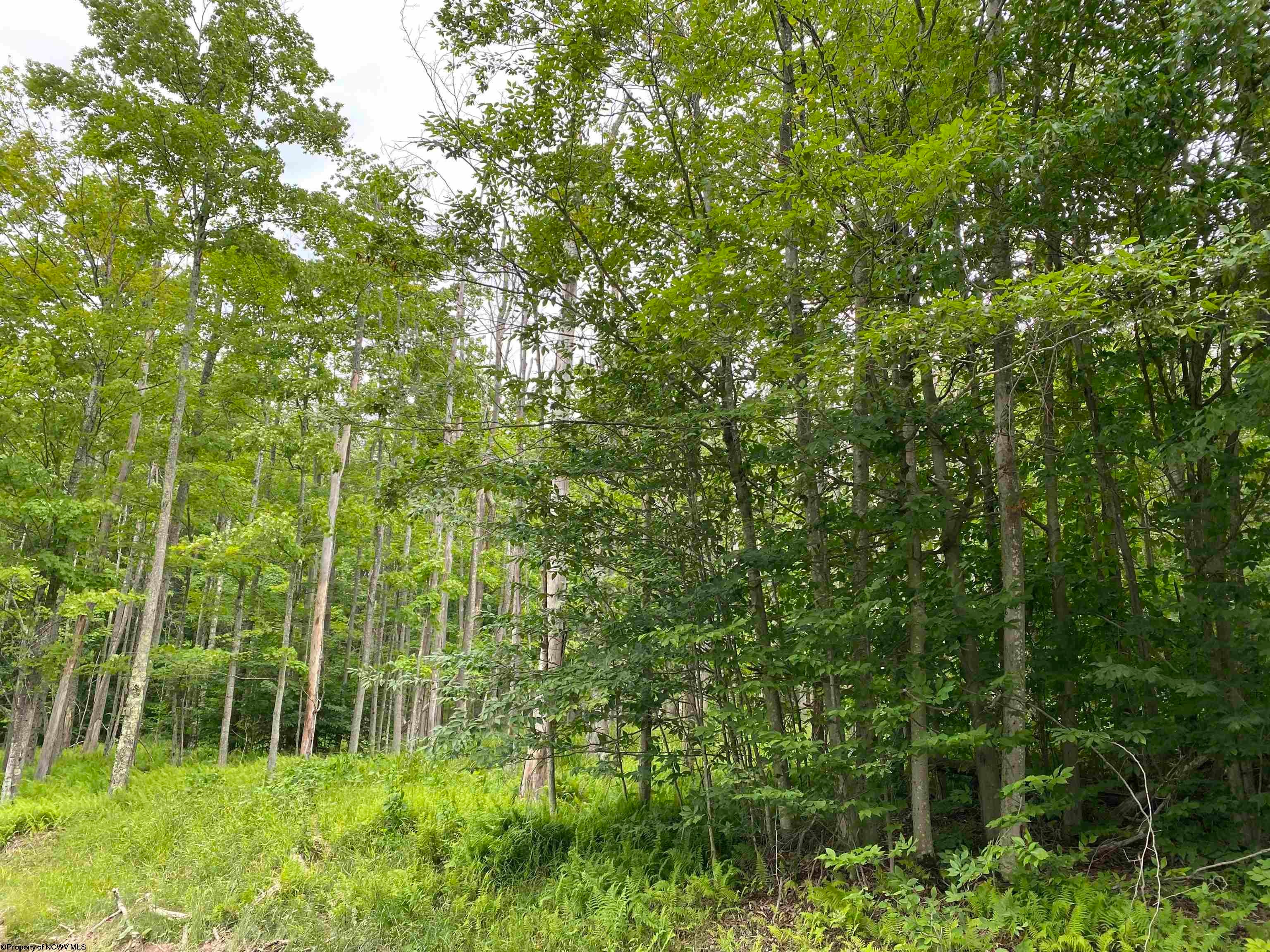 177 Cabin Mountain Road Davis, WV 26260 - Photo 30 of 40 Gallery Image 30