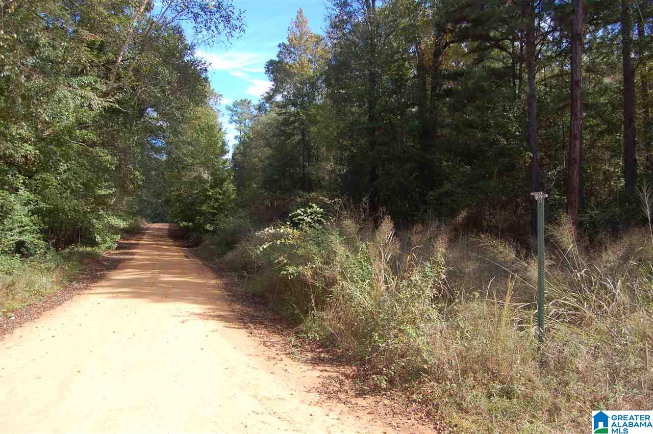 22.49-acres Double Branch Road, Unit 22 49 ACRES Marion, AL 36756 - Photo 12 of 30