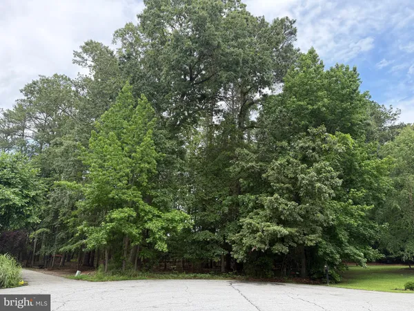 a view of a yard with plants and large trees