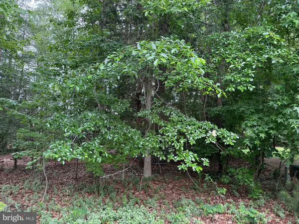 a plant view in yard
