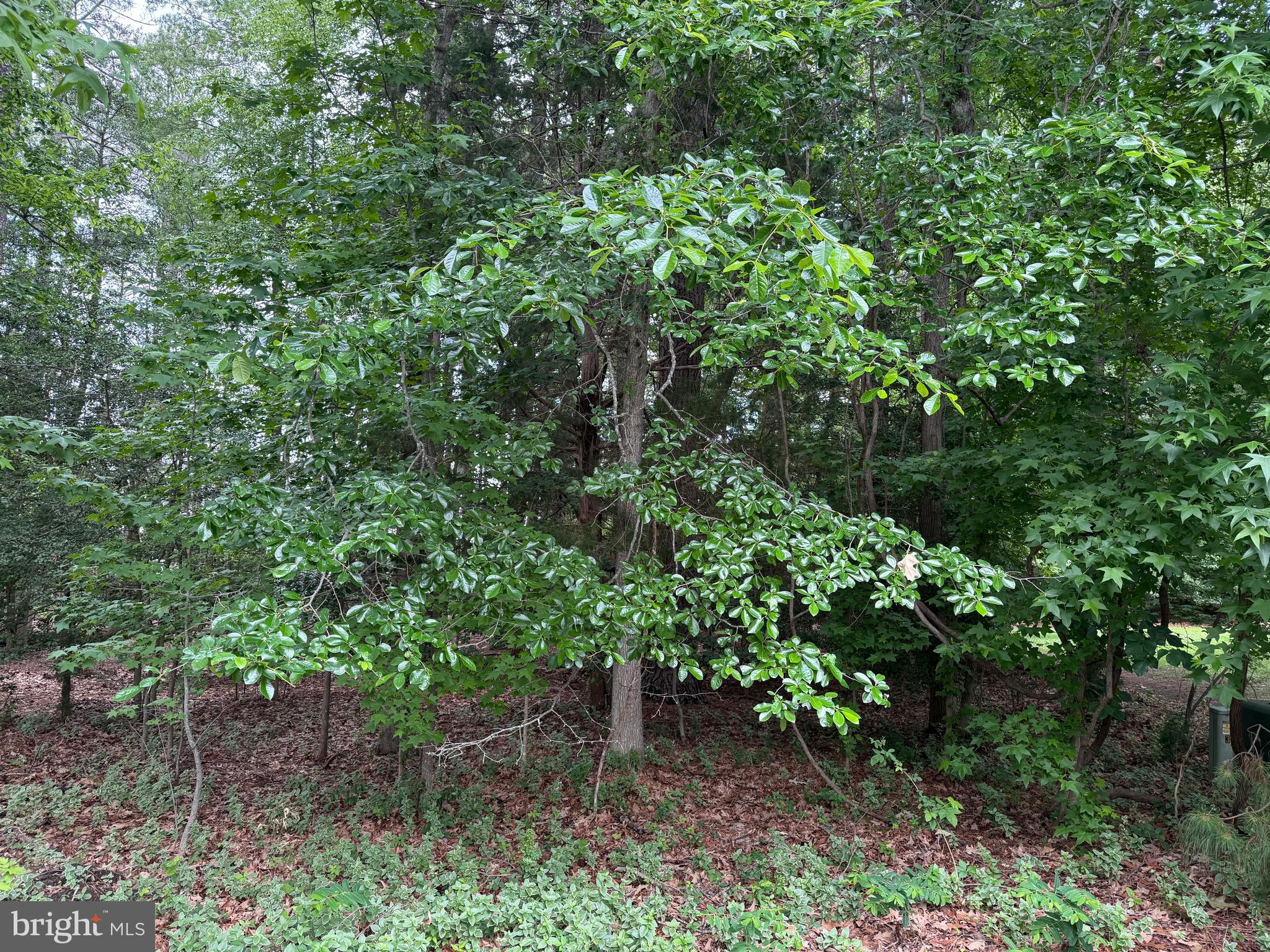 14680 Bar Harbor Court Issue, MD 20645 - Photo 5 of 15 14680 Bar Harbor