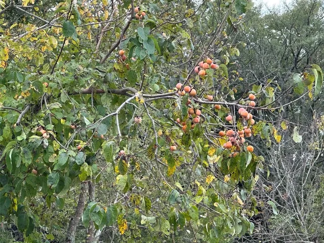 a view of an outdoor space and a yard