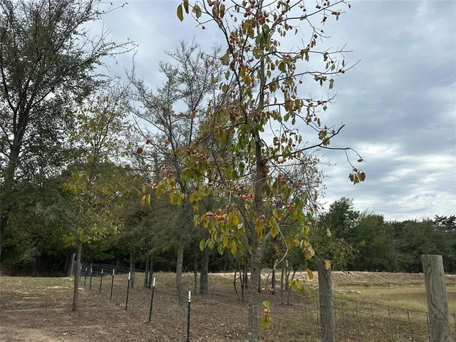 a view of a forest filled with trees