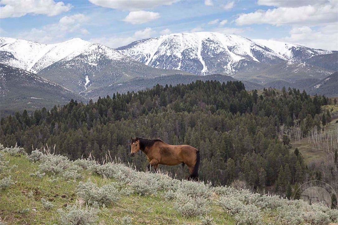 94 Sheep Mountain Road Red Lodge, MT 59068 - Photo 35 of 36 Gallery Image 35