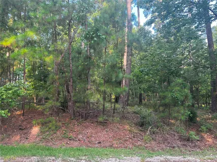 a view of a forest with trees