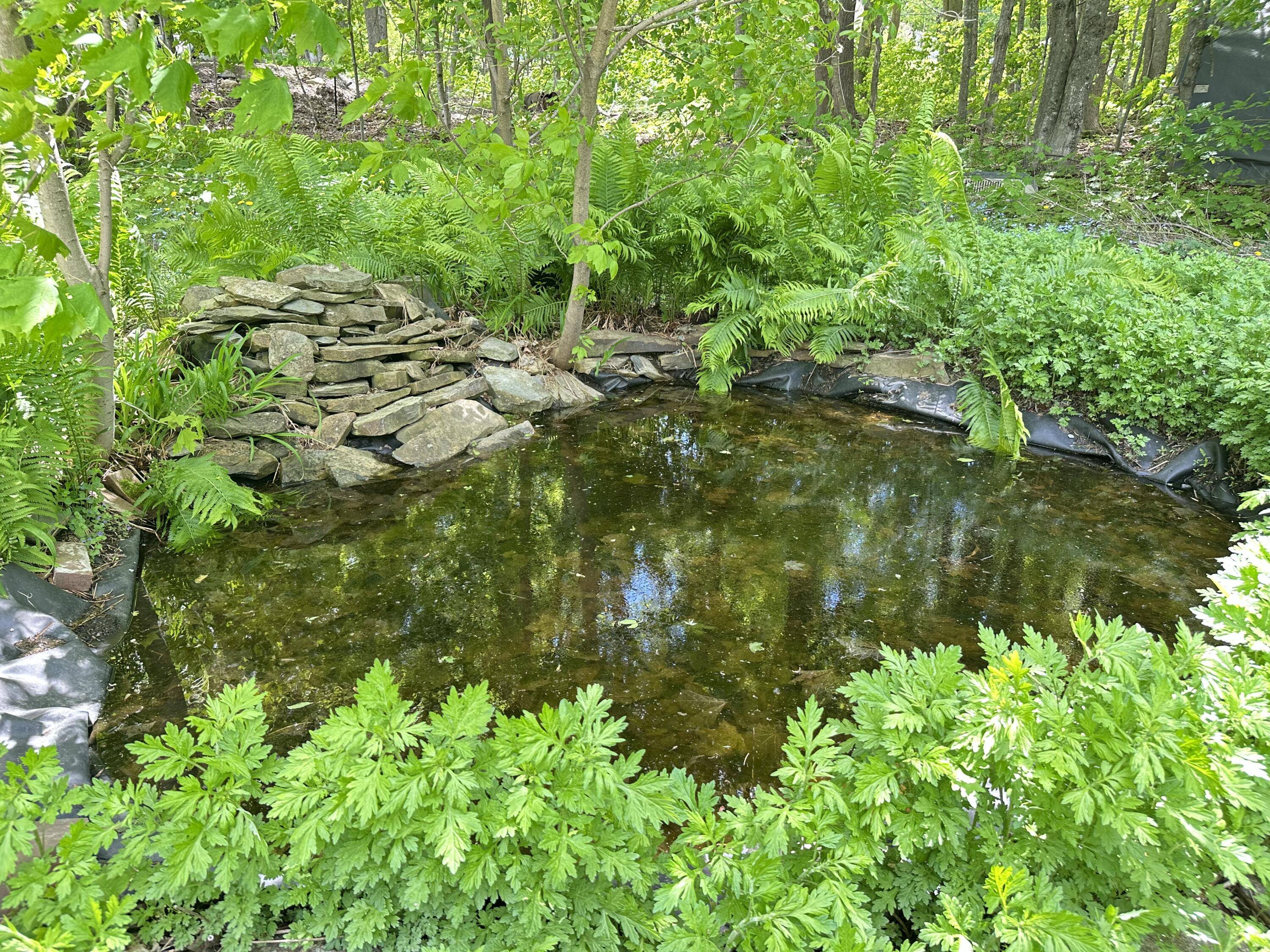 43 Maple Street Dexter, ME 04930 - Photo 58 of 63 small pond in summer