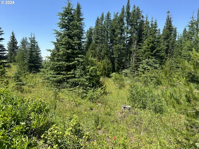 a view of a lush green forest