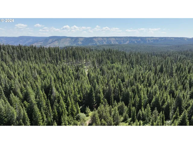 a black and white photo of a forest