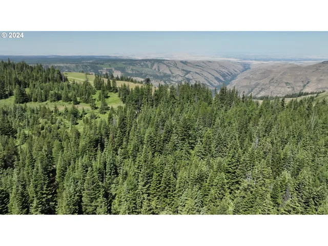 a black and white photo of a forest