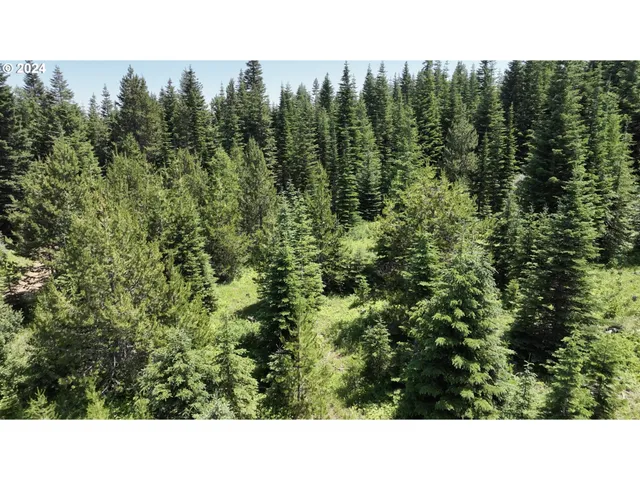 a open area with trees in the background