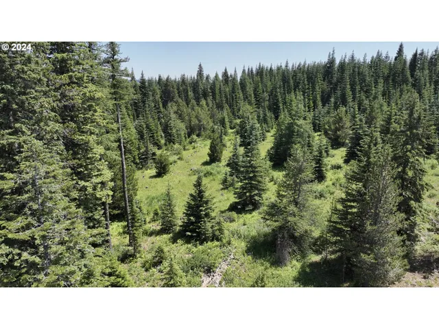a open area with trees in the background