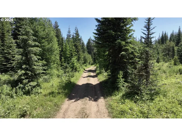 a black and white photo of a forest