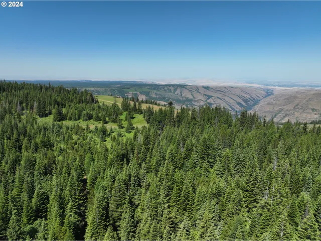 a view of a lush green forest with a mountain