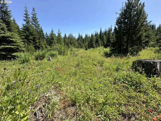 a view of a lush green forest