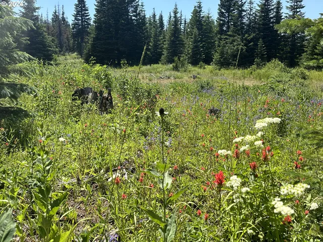 a view of a garden with plants and trees