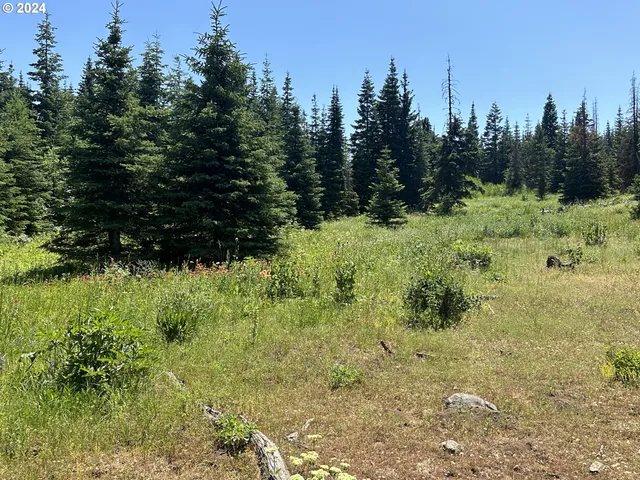 a view of outdoor space and trees all around