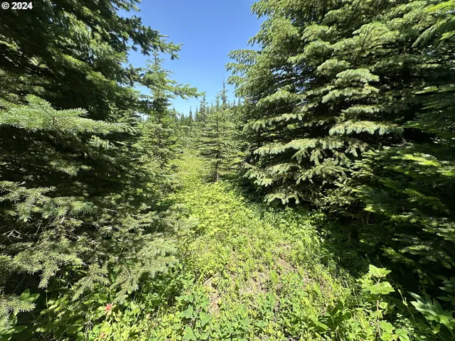 a view of a lush green forest