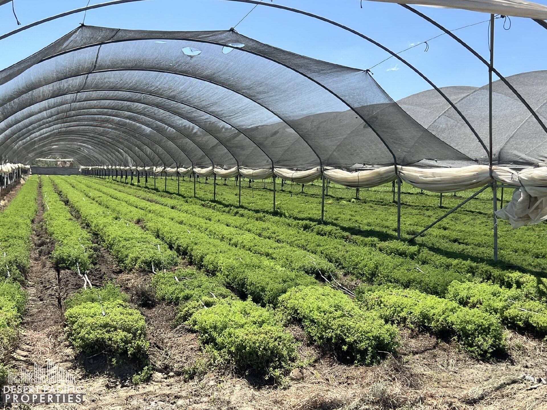 78100 Harrison Street Thermal, CA 92274 - Photo 4 of 40 a view of a backyard