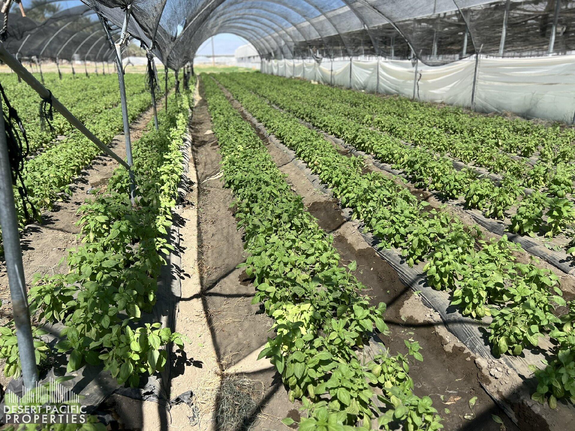78100 Harrison Street Thermal, CA 92274 - Photo 9 of 40 a backyard of a house with lots of green space