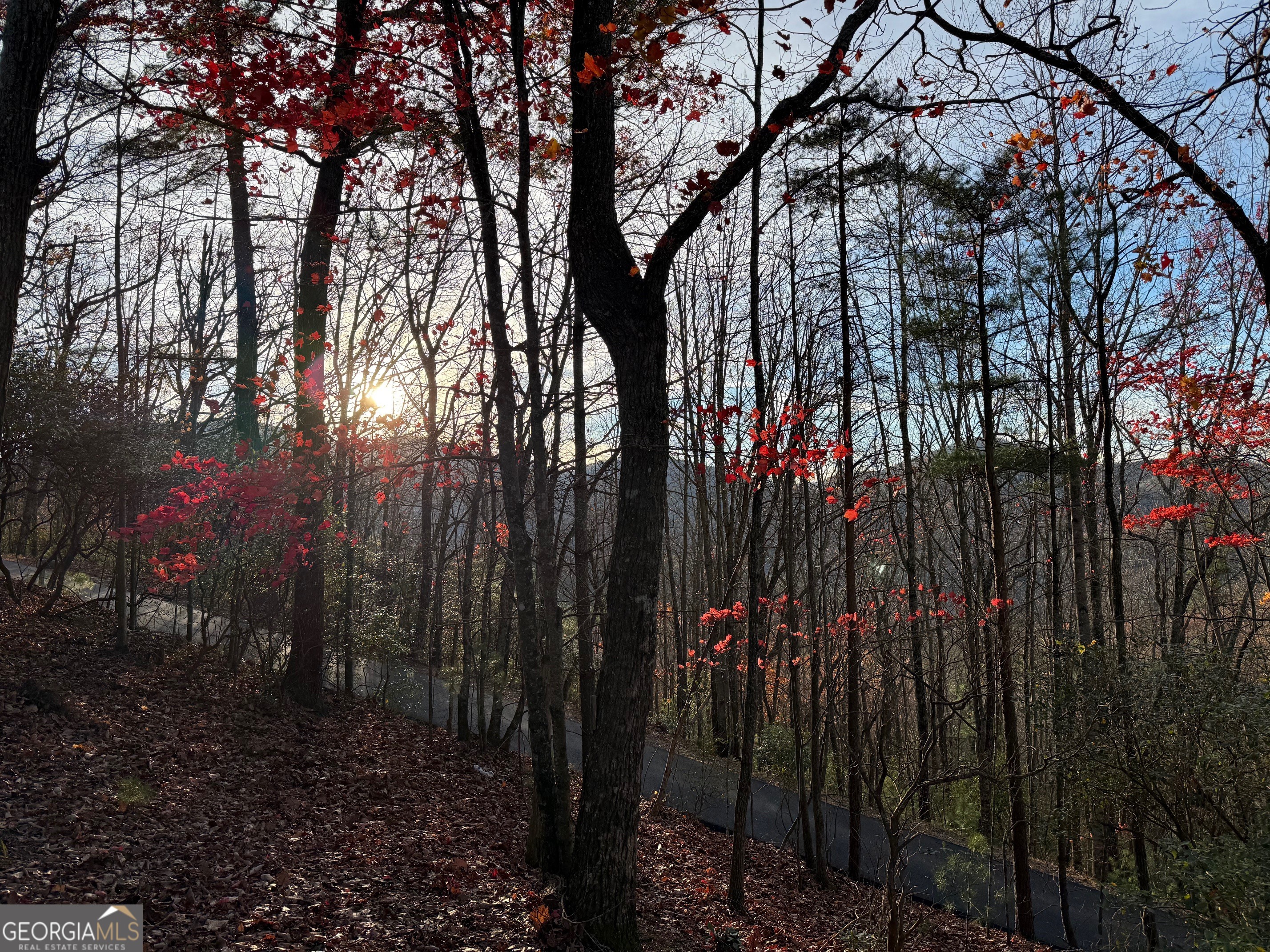 708 Wilson Mountain Road Blairsville, GA 30512 - Photo 5 of 48 a view of trees and covered with trees