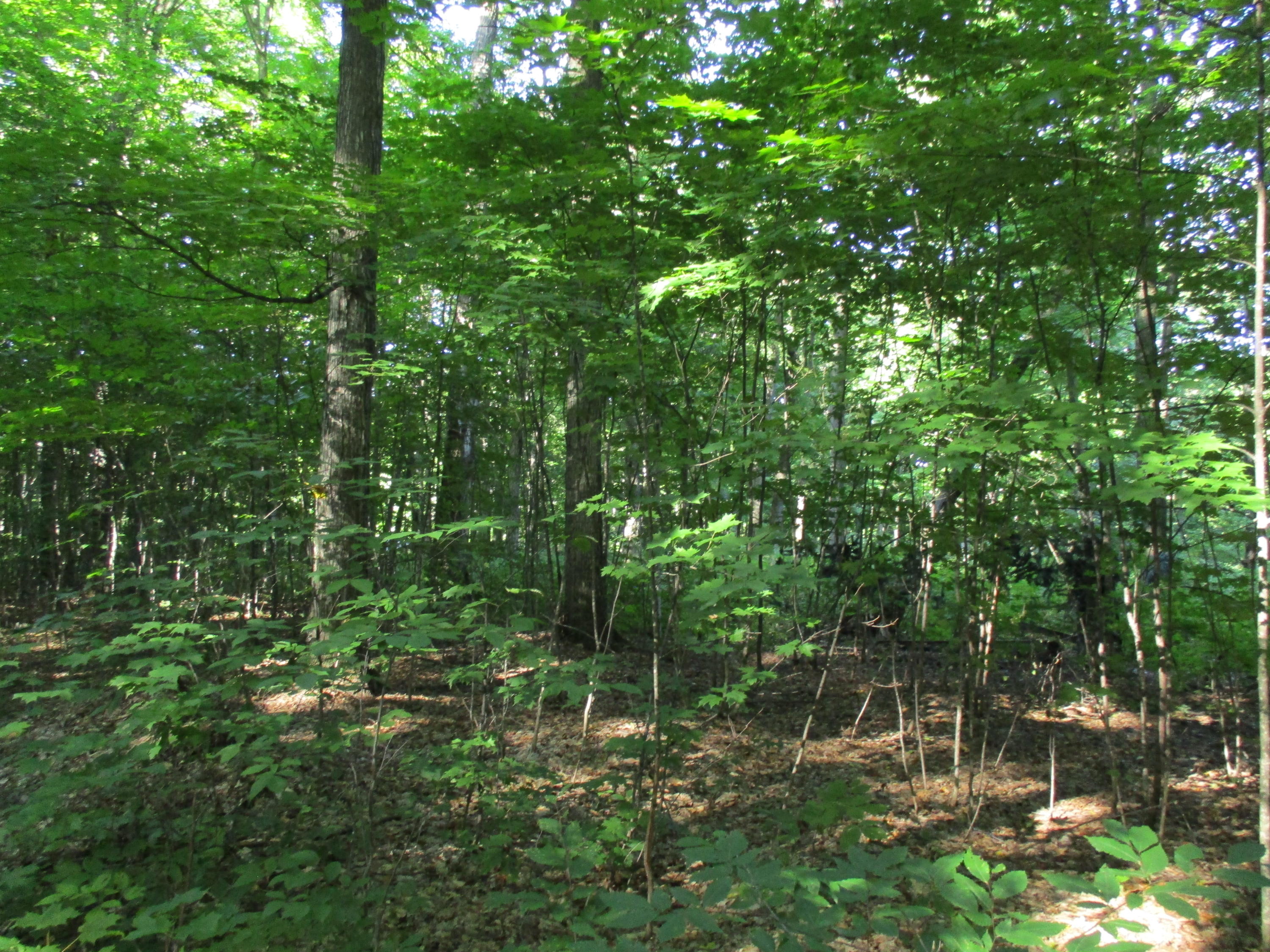 Emerson Road Frederic, MI 49733 - Photo 6 of 8 Gallery Image 6