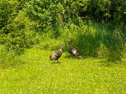 $3,750,000 | Lt1 Sunnyside Avenue, Lake Geneva, WI 53147