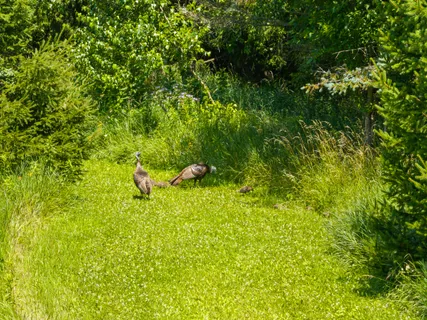 $3,750,000 | Lt1 Sunnyside Avenue, Lake Geneva, WI 53147