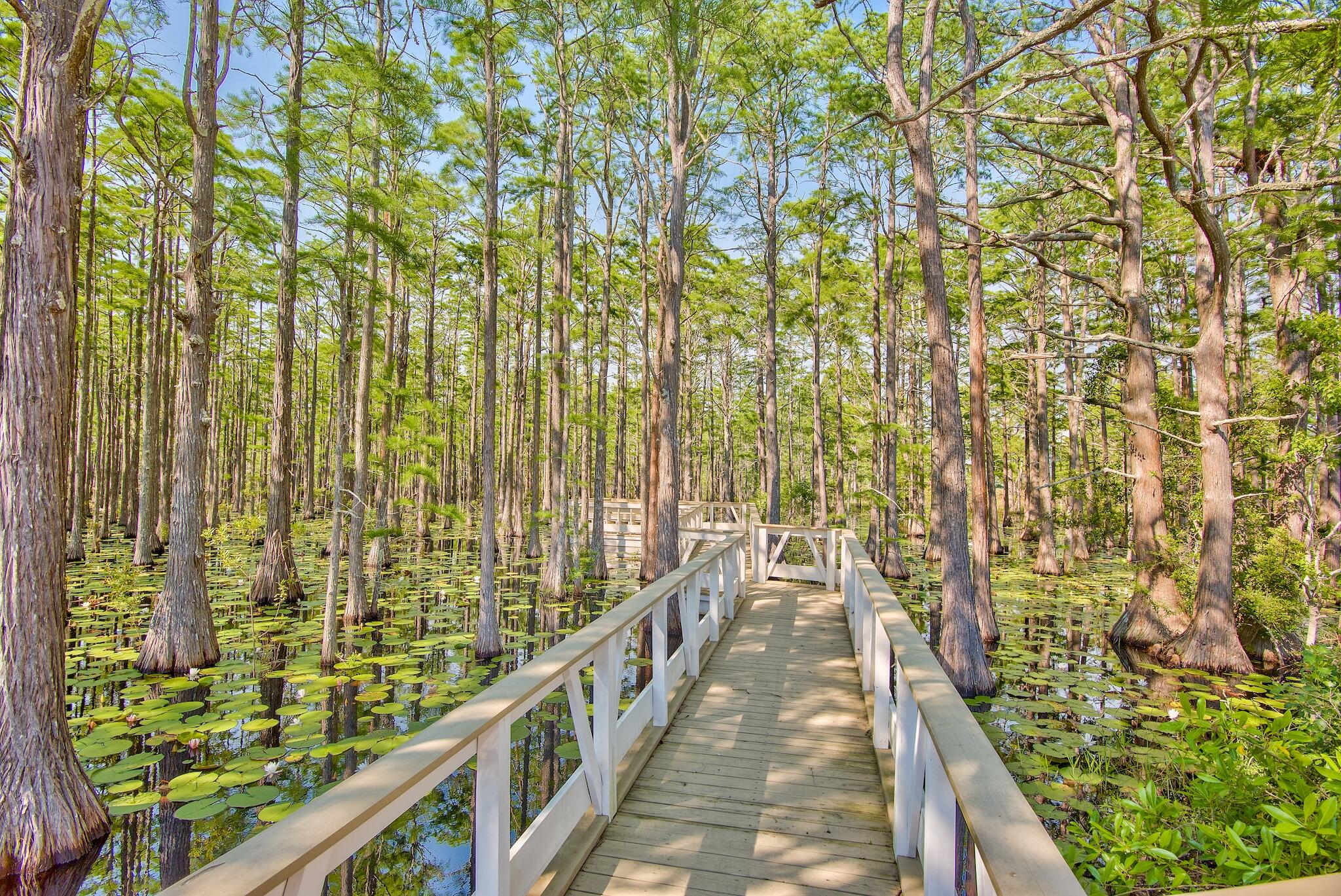 Lot 26 Cypress Ridge Santa Rosa Beach, FL 32459 - Photo 53 of 58 Boardwalk through Cypress Pond