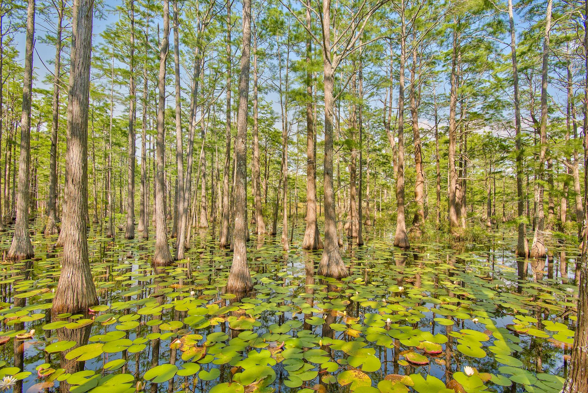 Lot 26 Cypress Ridge Santa Rosa Beach, FL 32459 - Photo 54 of 58 Cypress Pond is gorgeous!