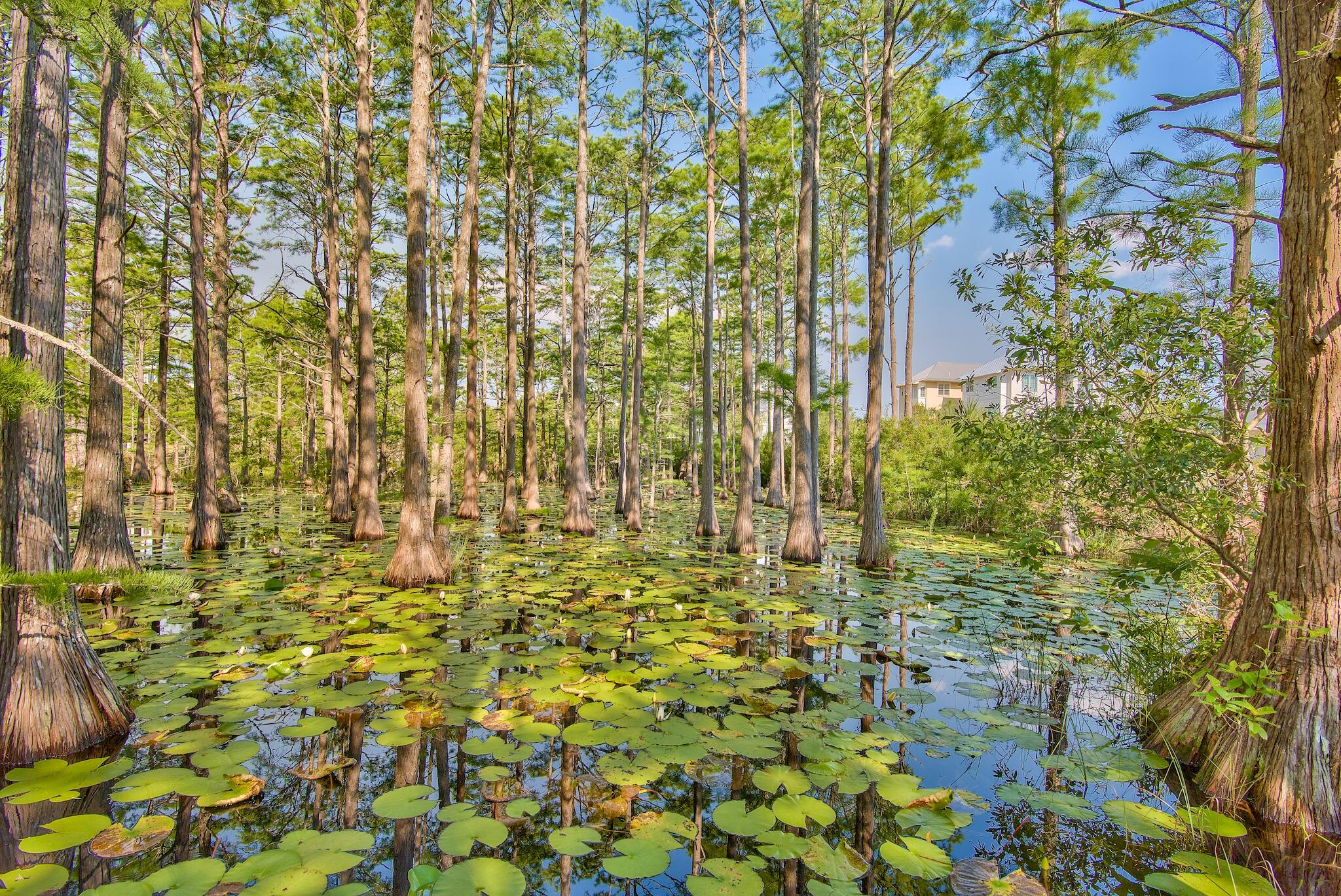 Lot 26 Cypress Ridge Santa Rosa Beach, FL 32459 - Photo 55 of 58 Another view of Cypress Pond