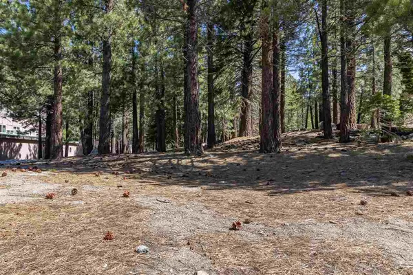 a view of a backyard with trees