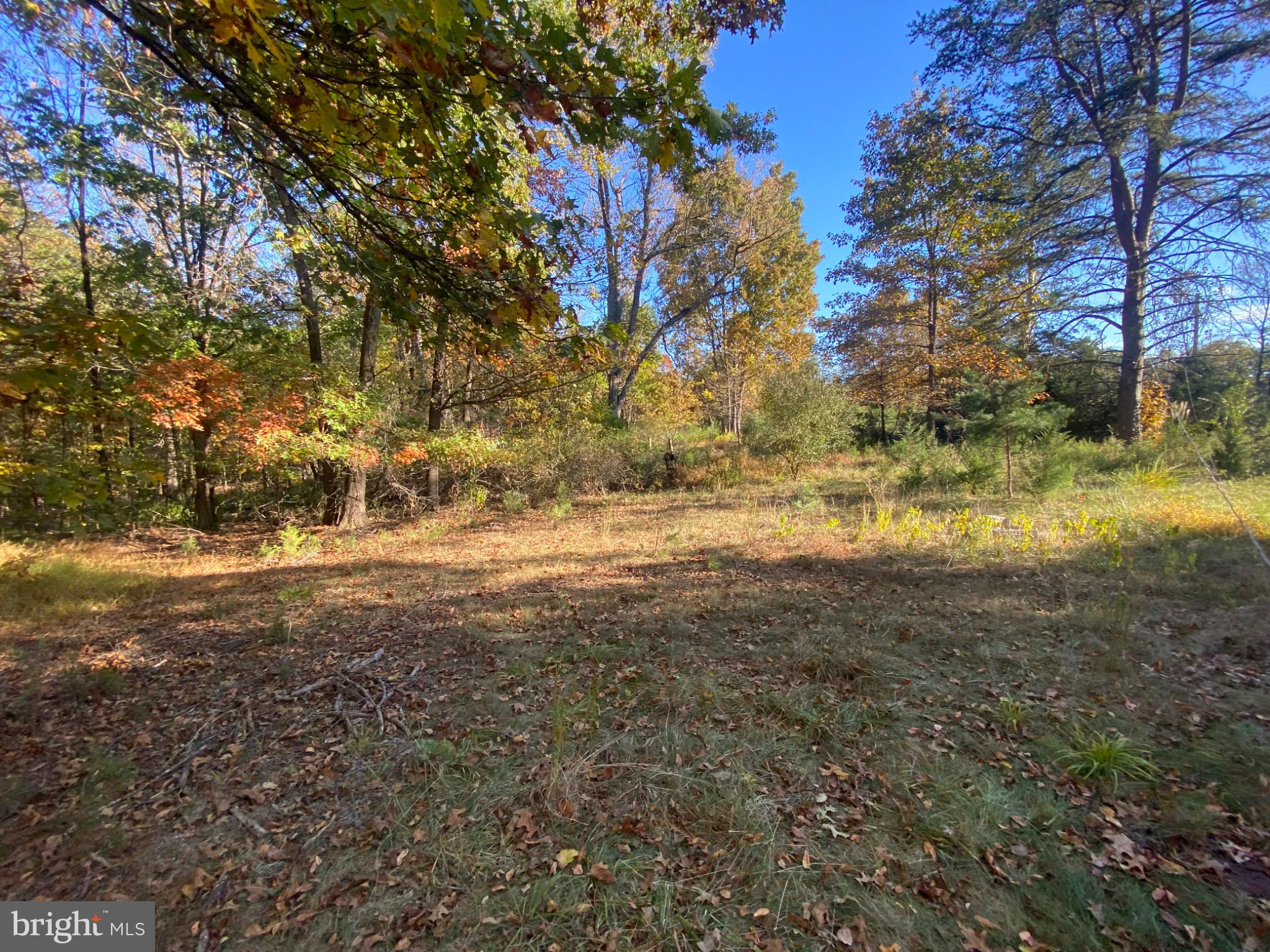 155 Budding Dogwood Road Bunker Hill, WV 25413 - Photo 13 of 20 a view of yard with large trees