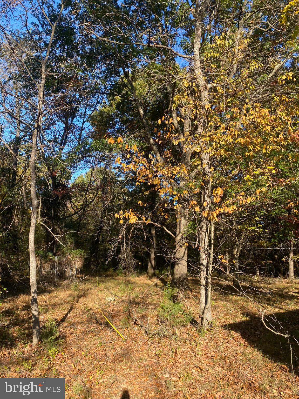 155 Budding Dogwood Road Bunker Hill, WV 25413 - Photo 18 of 20 a view of a yard with trees