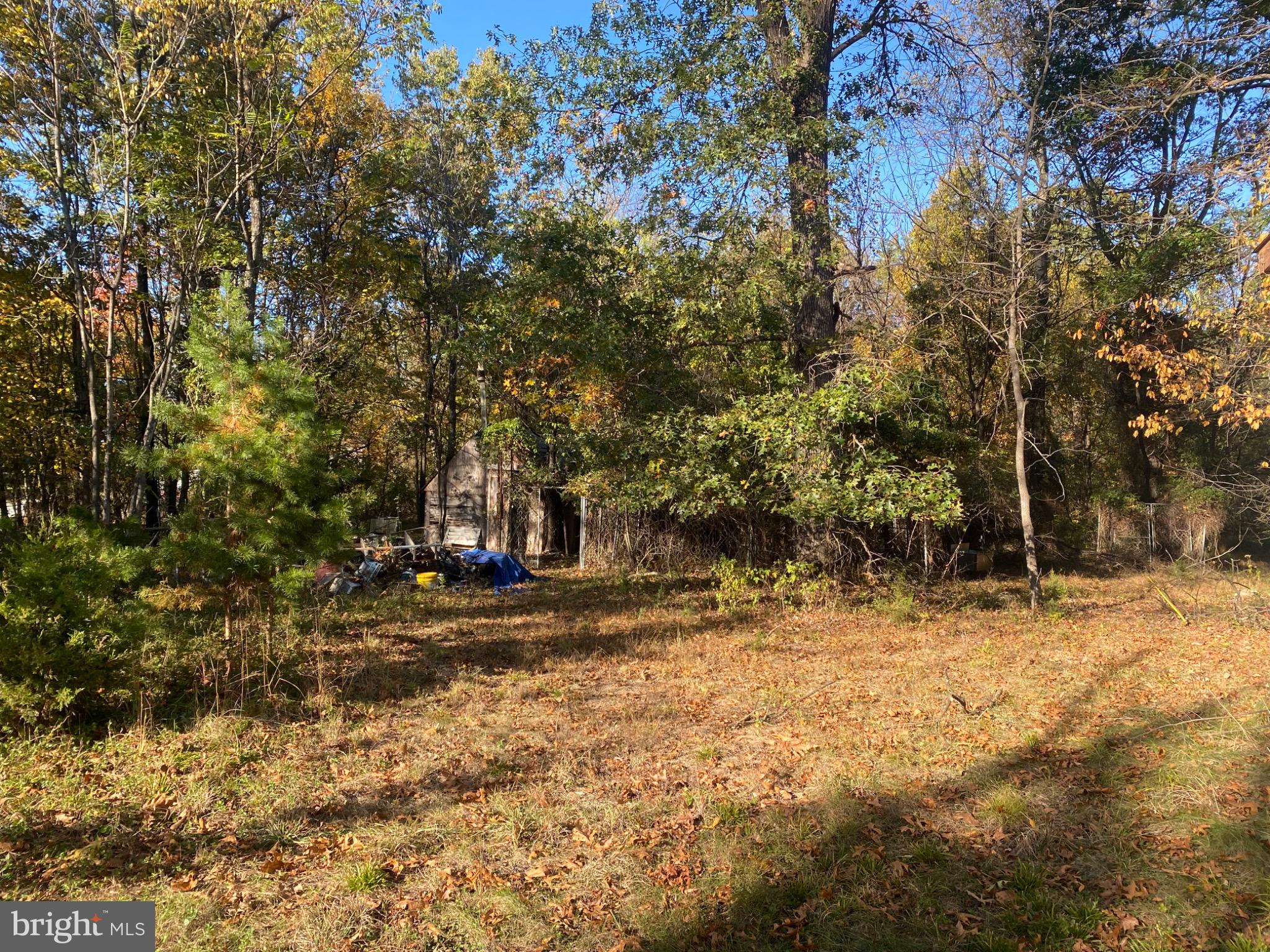 155 Budding Dogwood Road Bunker Hill, WV 25413 - Photo 8 of 20 a view of dirt yard with a large tree