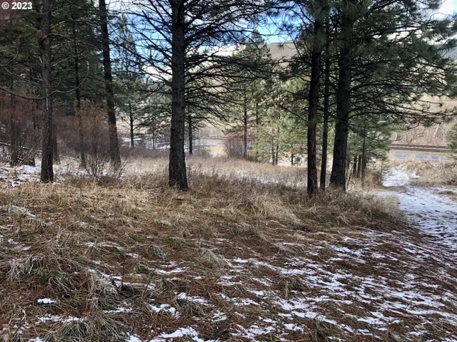 a view of a forest filled with trees
