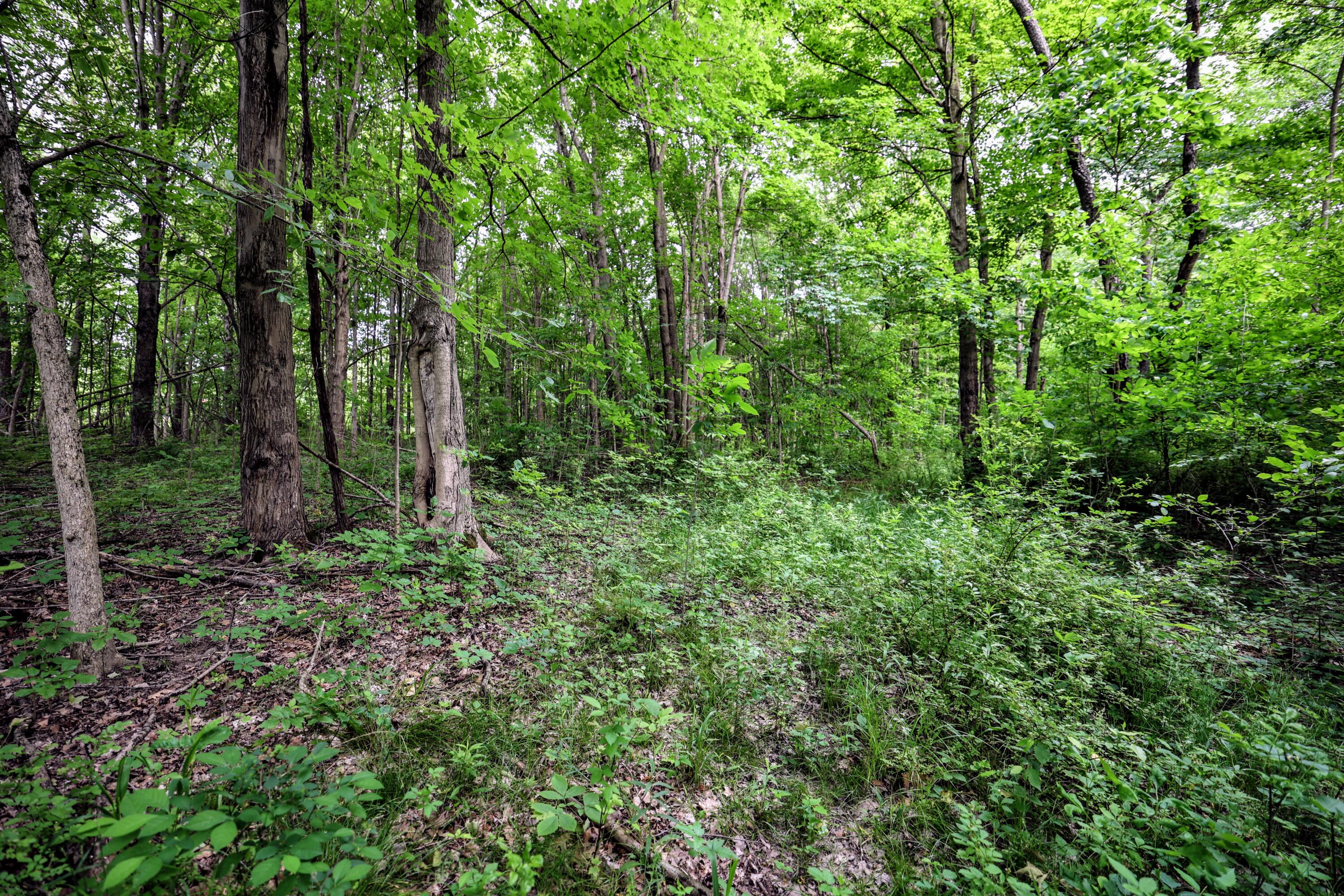 Vl Black River Road Bangor, MI 49013 - Photo 41 of 54 41