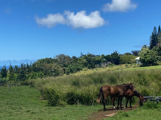 8 Hawi Road Hawi, HI 96719 - Photo 2 of 16