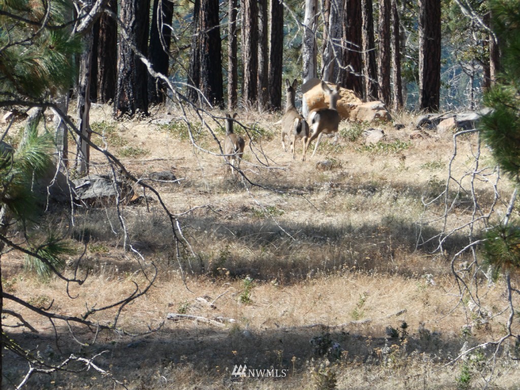 315 Old Stage Road Goldendale, WA 98620 - Photo 17 of 25 Gallery Image 17