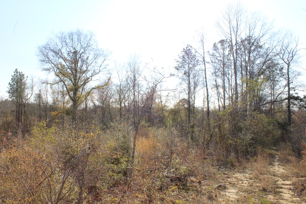 999 Gun Club Road Box Springs, GA 31801 - Photo 4 of 6 Gallery Image 4