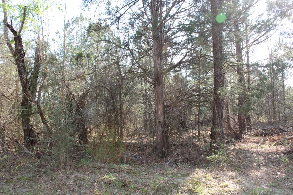 999 Gun Club Road Box Springs, GA 31801 - Photo 5 of 6 Gallery Image 5