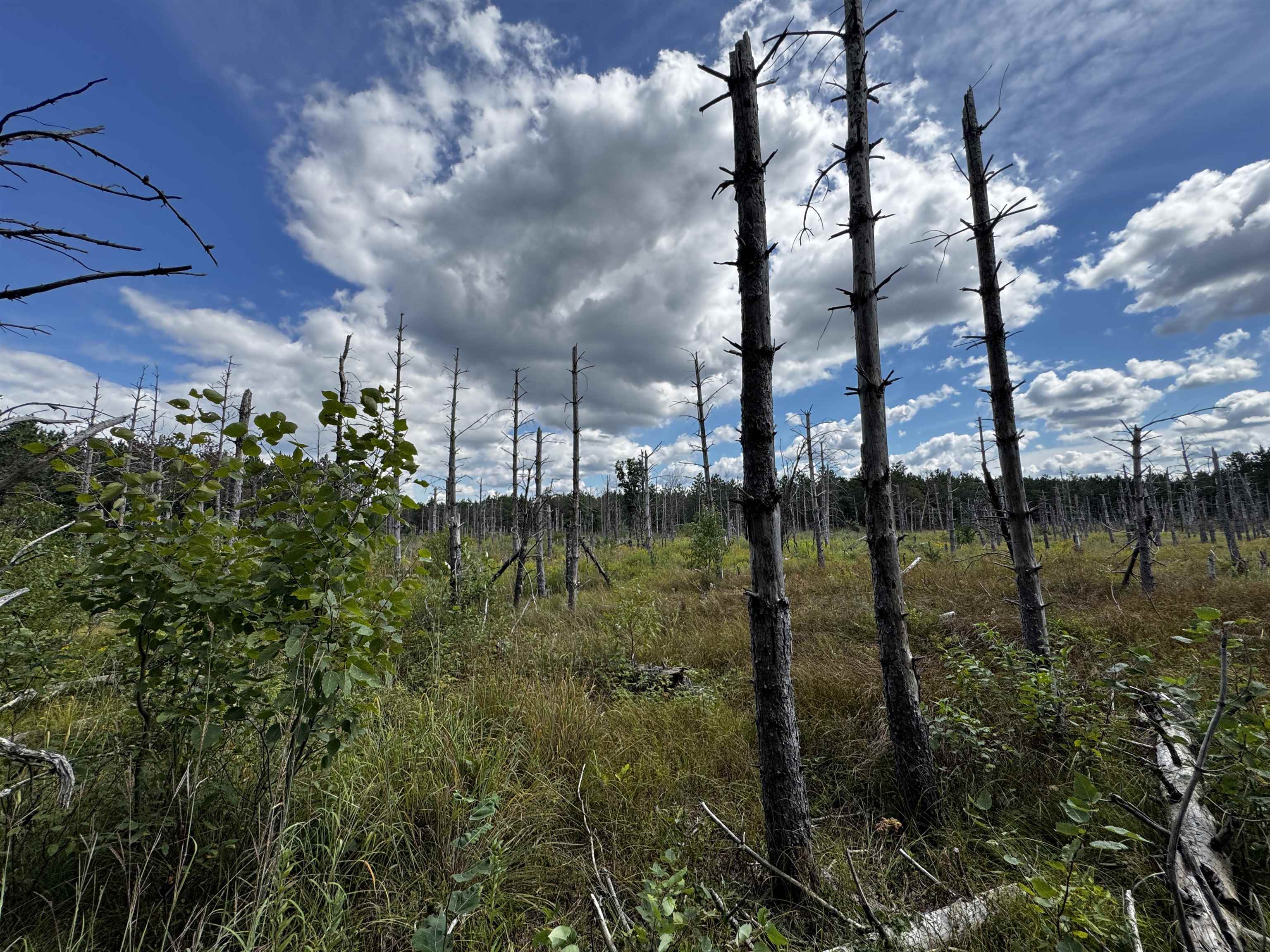 80-ac 16th Avenue Arkdale, WI 54613 - Photo 21 of 32