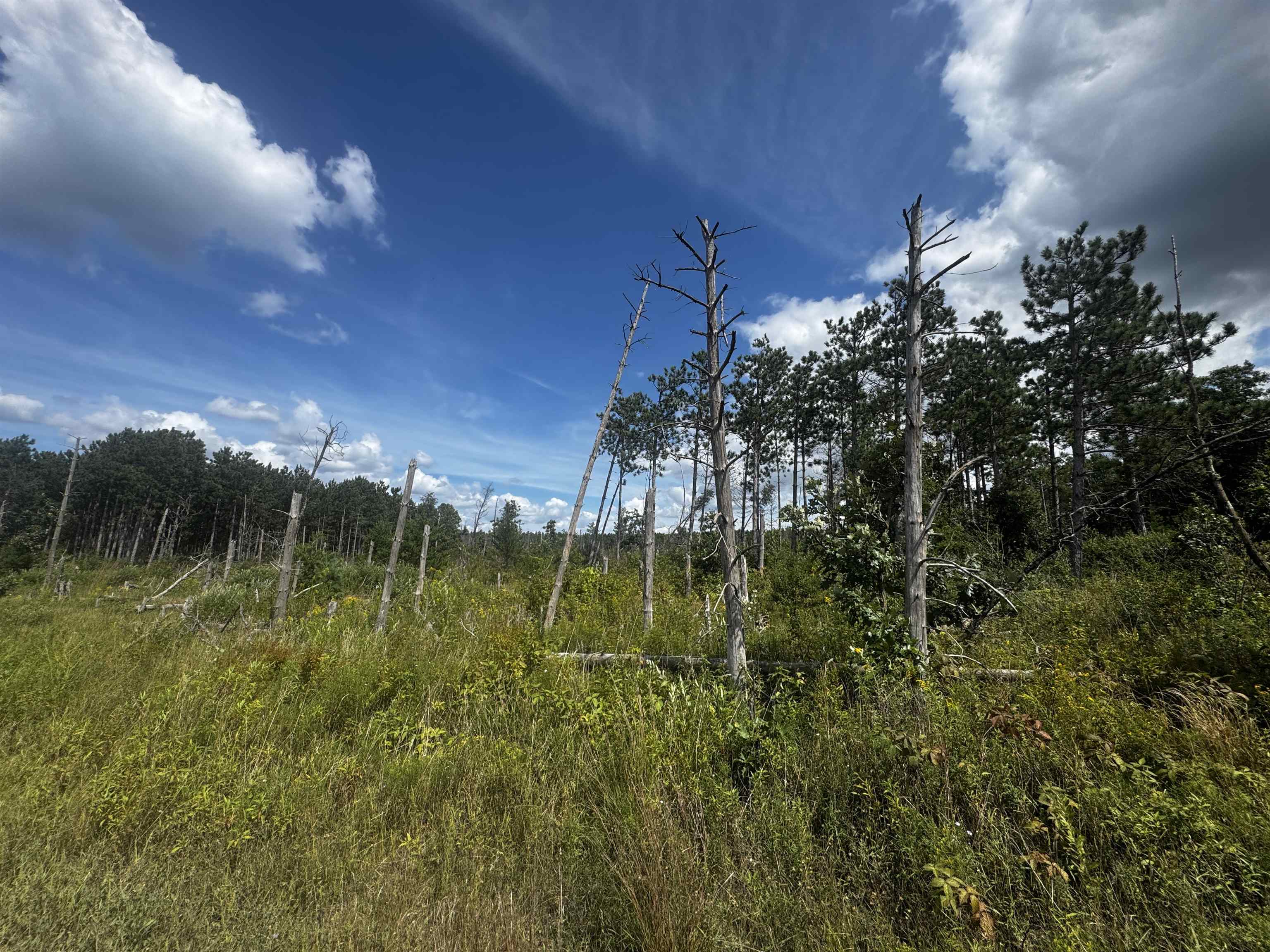 80-ac 16th Avenue Arkdale, WI 54613 - Photo 8 of 32