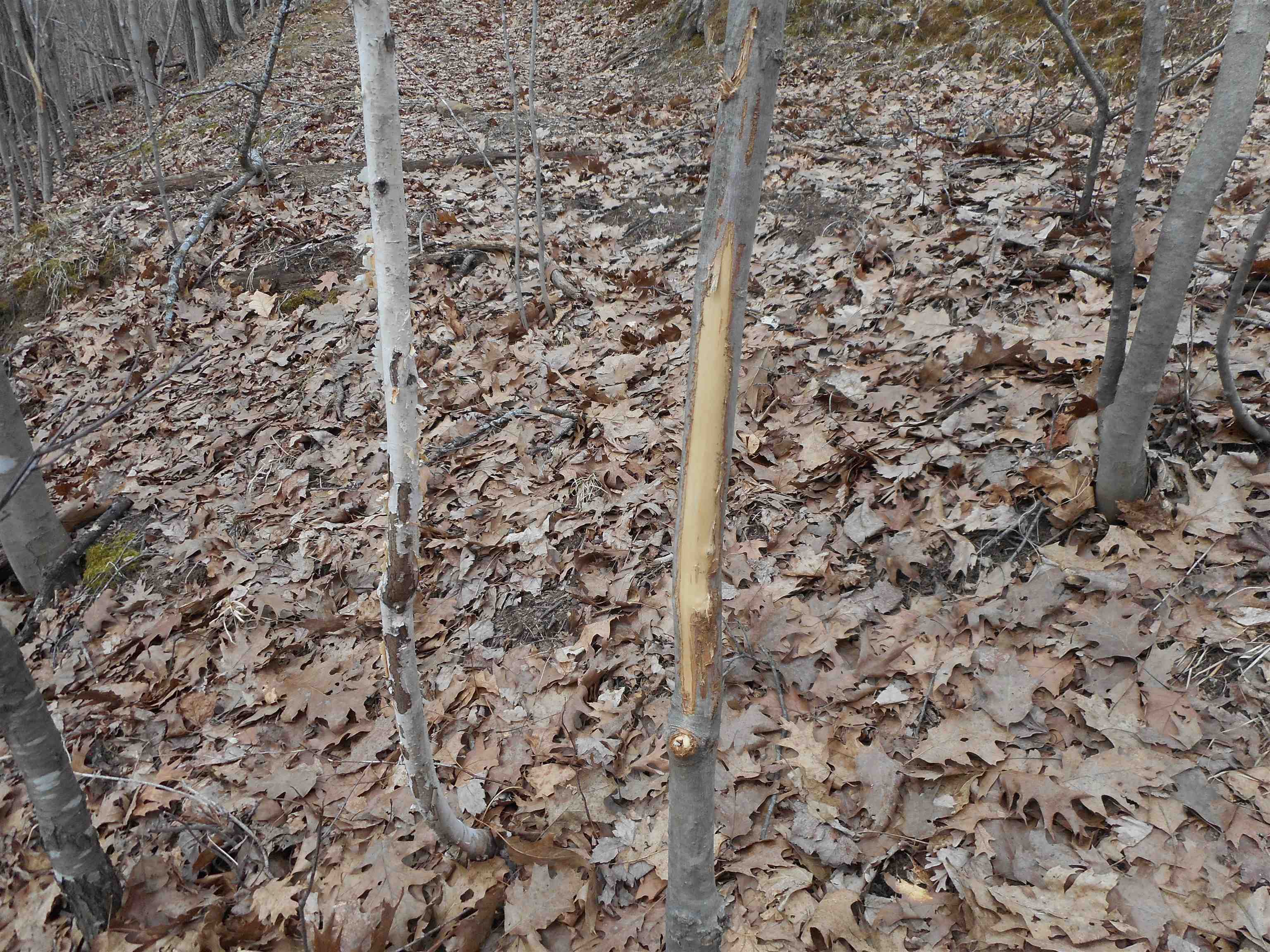 24503 Livingston Road Wilton, WI 54670 - Photo 4 of 48