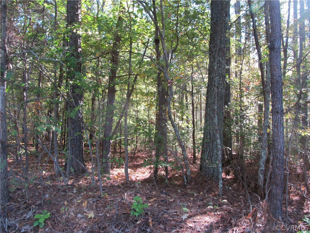 a view of a forest filled with trees