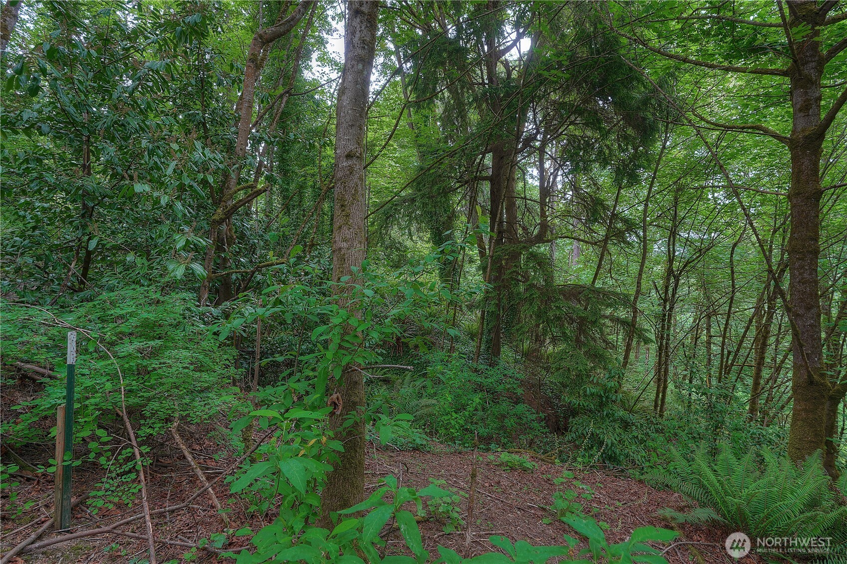 0 Agnes Road Northeast Tacoma, WA 98422 - Photo 12 of 21 a view of a forest with a trees