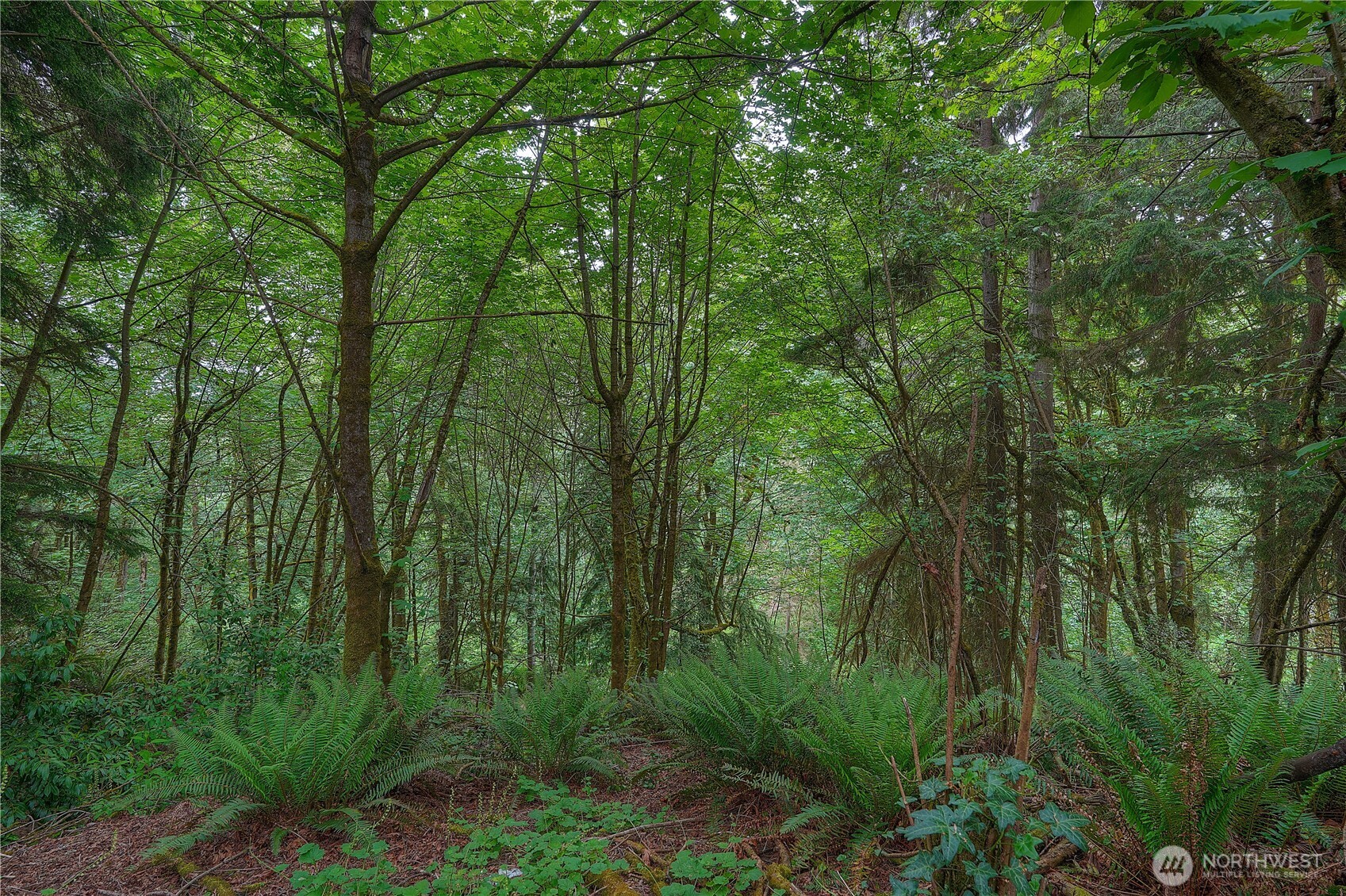 0 Agnes Road Northeast Tacoma, WA 98422 - Photo 13 of 21 a view of a lush green forest
